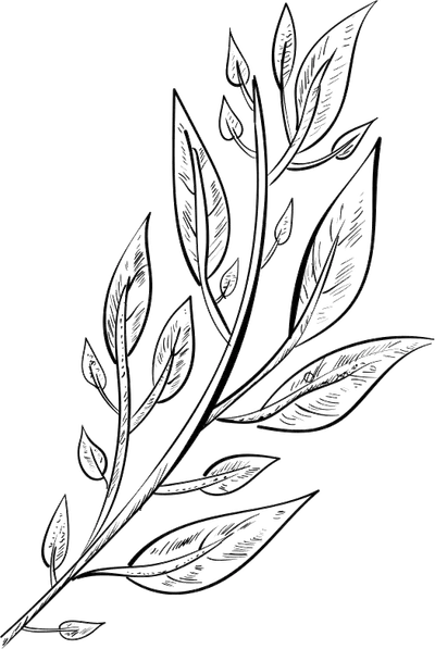 black and white drawing of leaves
